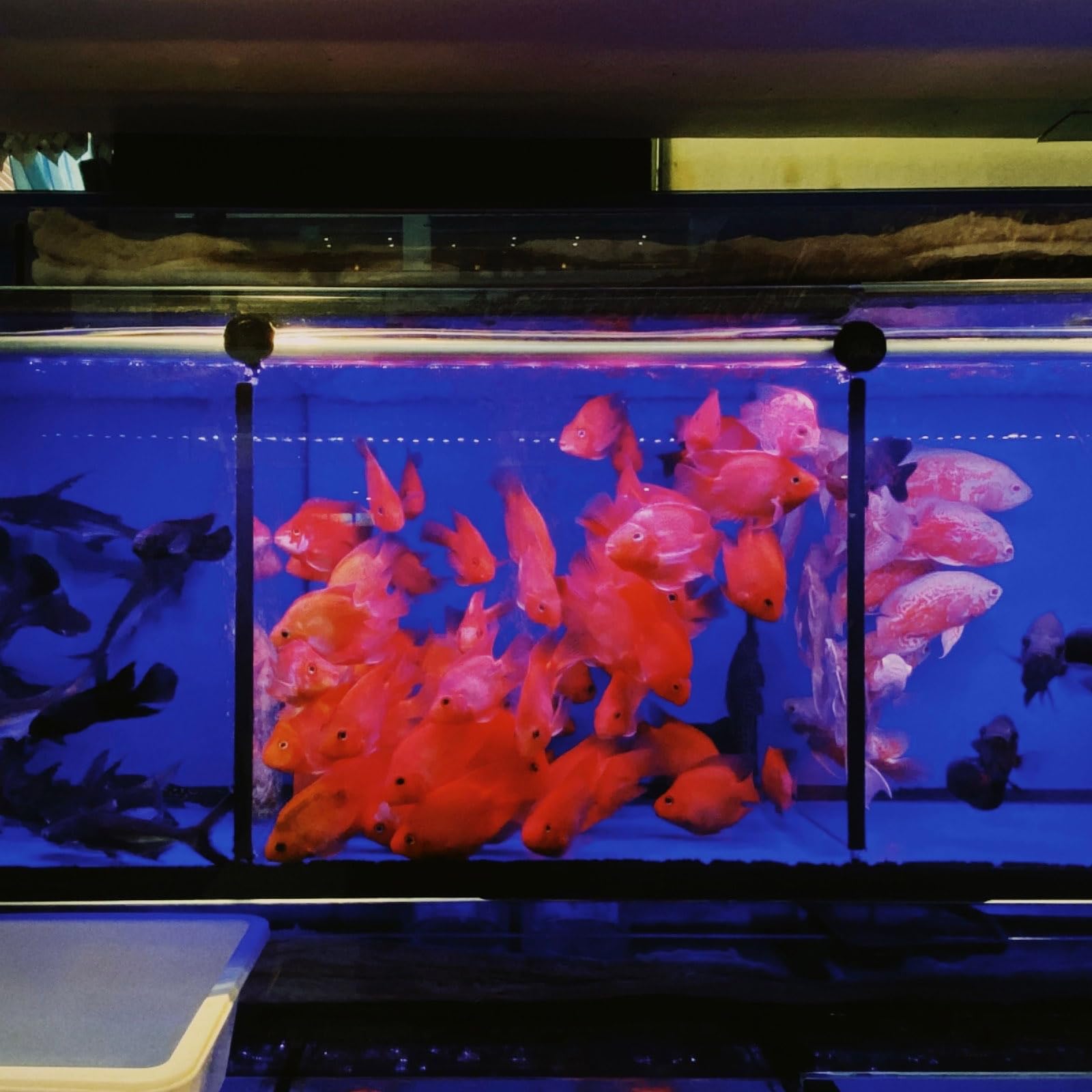 QUARKZMAN 4 Stück Aquarium Tank Trennwand 30x30cm Plastik Eierkiste Lichtdiffusor Gitter Filter Grund Partition Separator Mit Saugnapf Clips Und Saugnäpfen Für Aquarium Schwarz