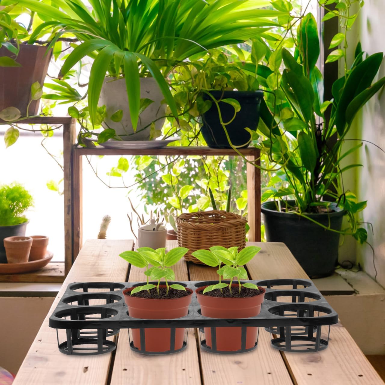 2PCS Starter Tray Nursery Pot Tray 12 Hole Nursery Pots Holder Greenhouse Carry Round Pots Carrying s Germination Planter for Indoor Plants, Planting Propagation