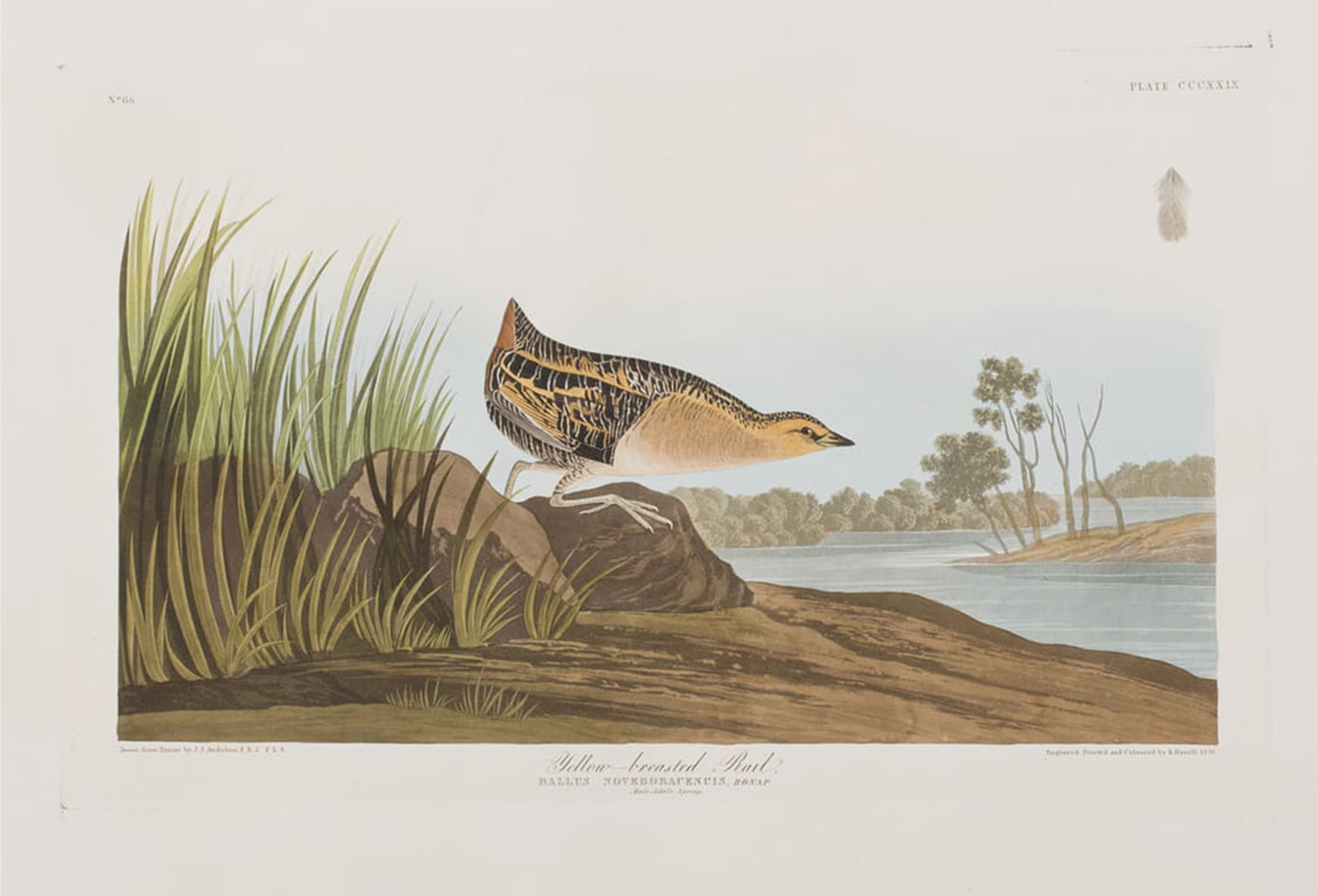 SERENDIPITP Abstract Painting Mural Print Picture Wall Decor Painting Illustration From birds of America by John Jamess Audubon Vintage Wall Artwork for Home Decor 60x90cm