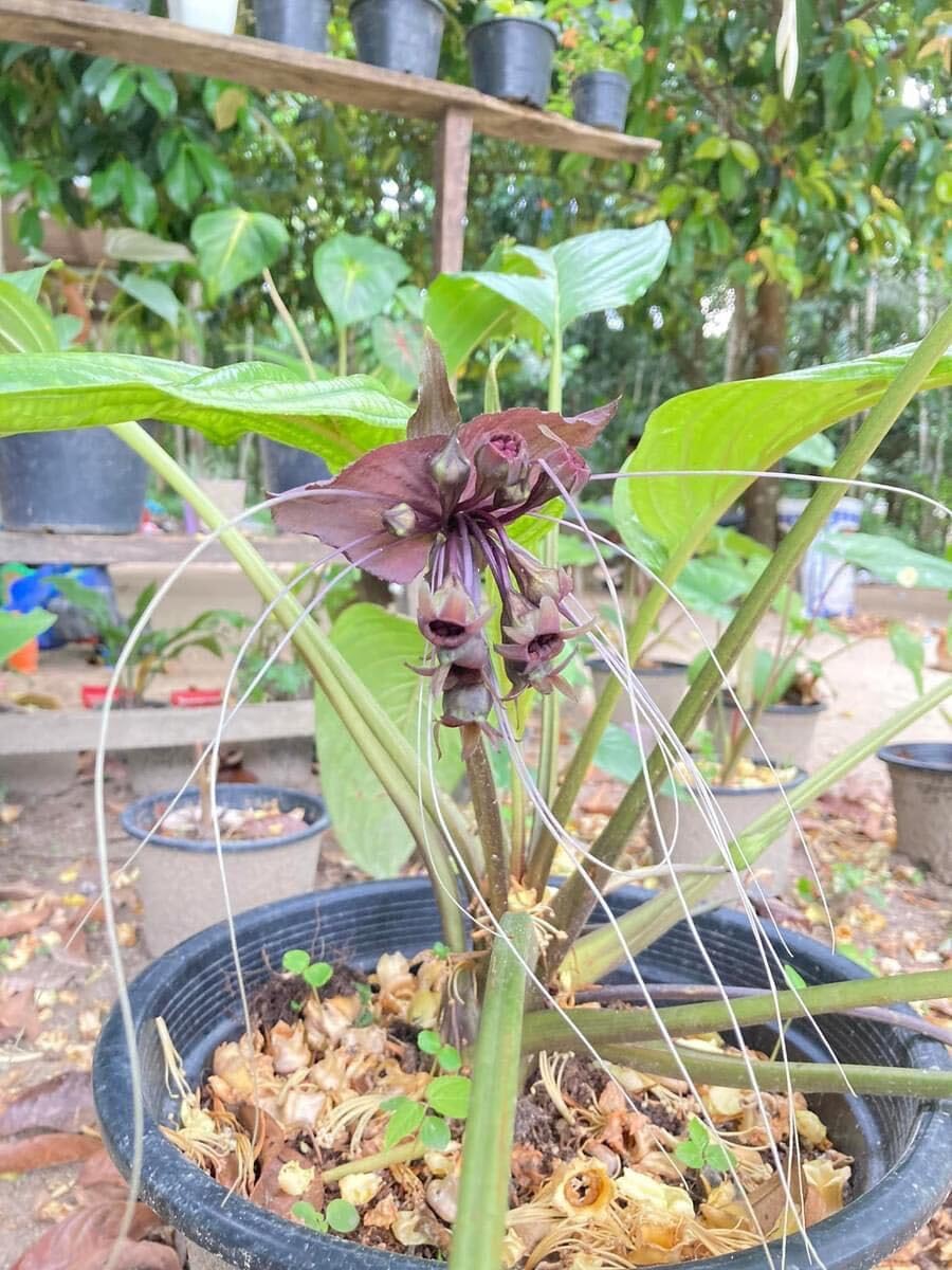 Amazon.co.jp: タッカ シャントリエリ苗 Tacca chantrieri(Black Bat