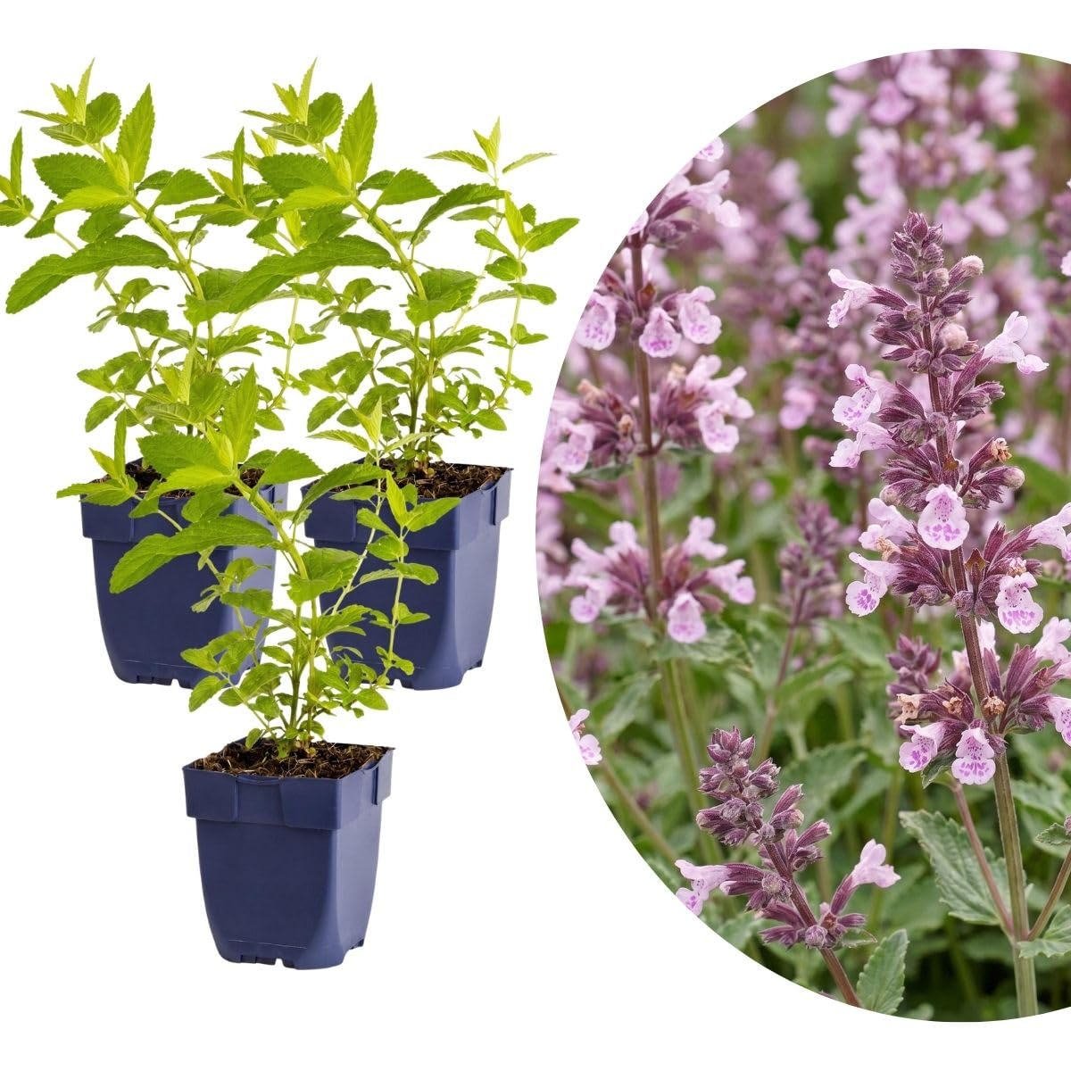 MyGreenHelp - Nepeta 'Wild Orchid' - Set 3 Piante Vere Vaso 11 cm - Nepeta Perenne, Fiori Rosa-Malva, Pieno Sole