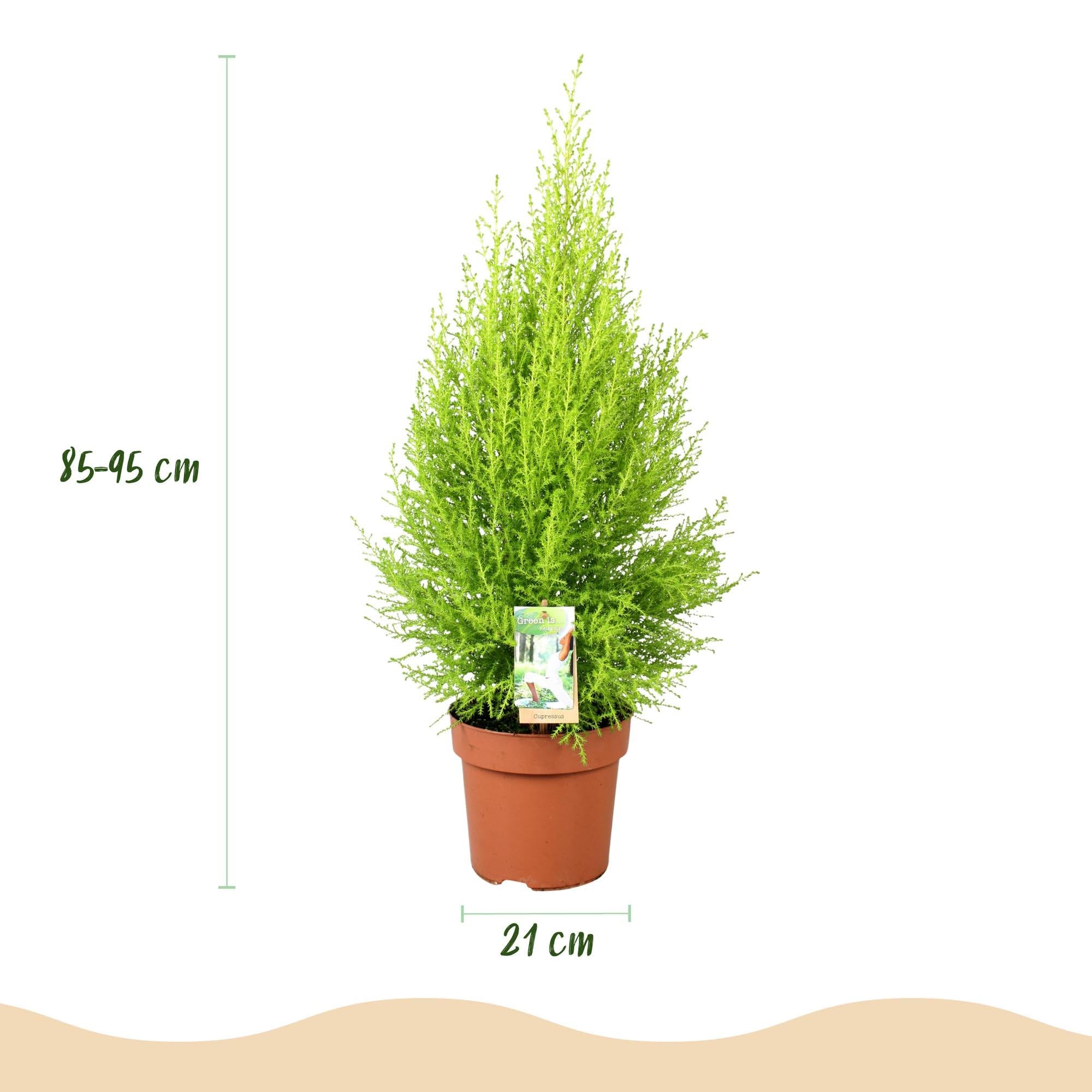 Cupressus Gold Crest Wilma – igfera pokojowa – 21 cm – wysokość 85-95 cm – łatwa w pielęgnacji, złoto-zielona roślina do salonu, biura i nowoczesnych wnętrz
