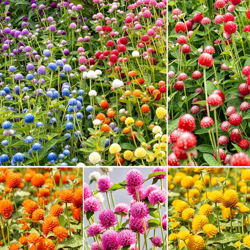 1200+ Mix Globe Amaranth Seeds for Planting - Drought Tolerant