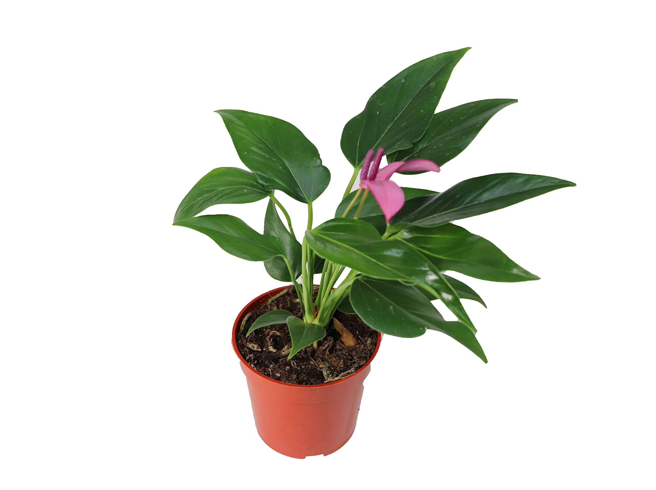 Purple Anthurium