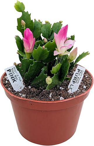 Live Holiday - Planta de cactus de Navidad, flores florecientes rosas y moradas, maceta de 6 pulgadas, planta de interior
