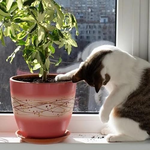 Miniatura 8 de Curtis Wagner Plastics Plant Guard - Protector de plantas de 16 pulgadas de diámetro, paquete de 2  Protector de plantas de gatos y animales