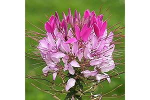 CHUXAY GARDEN 25 Seeds Cleome Hassleriana "Sparkler Blush",Pink White Spider Flower,Spider Plant,Pink...