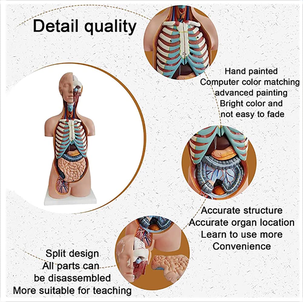 Wysoka jakość 8 5 cm Anatomiczny model tułowia medycznego 20 sztuk Unisex Torso Model anatomiczny dla klas/studentów nauczania materiałów eksploatacyjnych