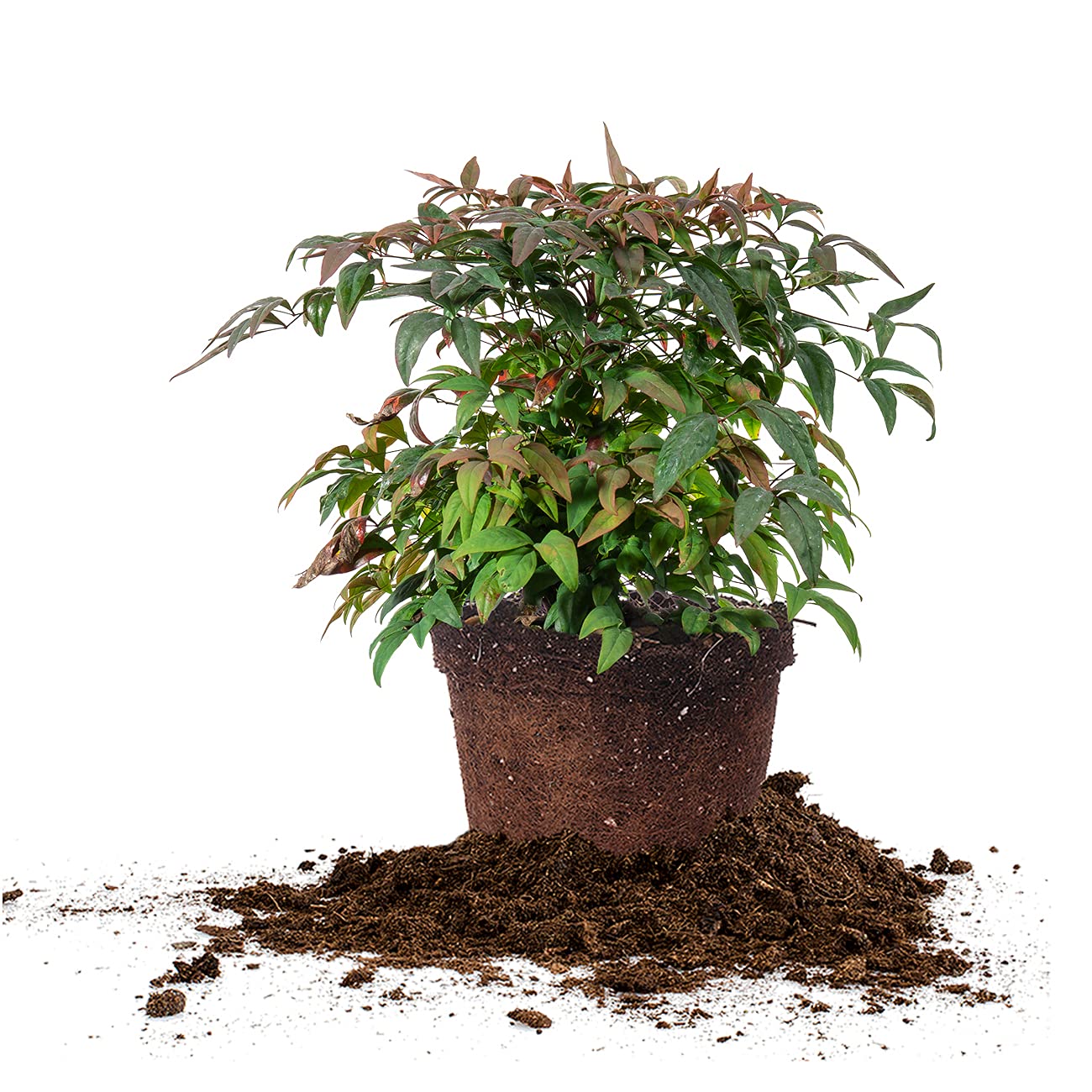 Firepower Nandina 3 Gal