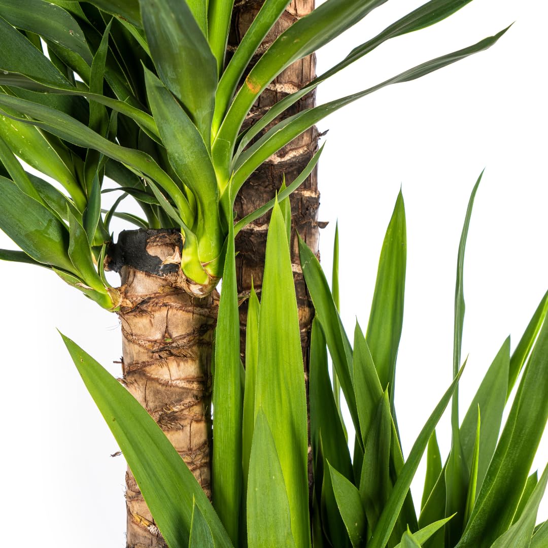 Yucca Elephantipes - 150-170cm - Ø27cm - Zimmerpflanze - Immergrün