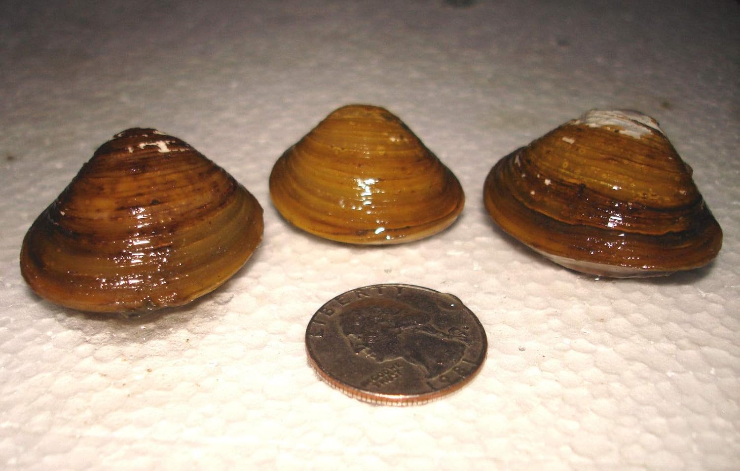 15 Live Freshwater Clam Pond Aquarium Filter Feeder Water Clarifier Captive Bred