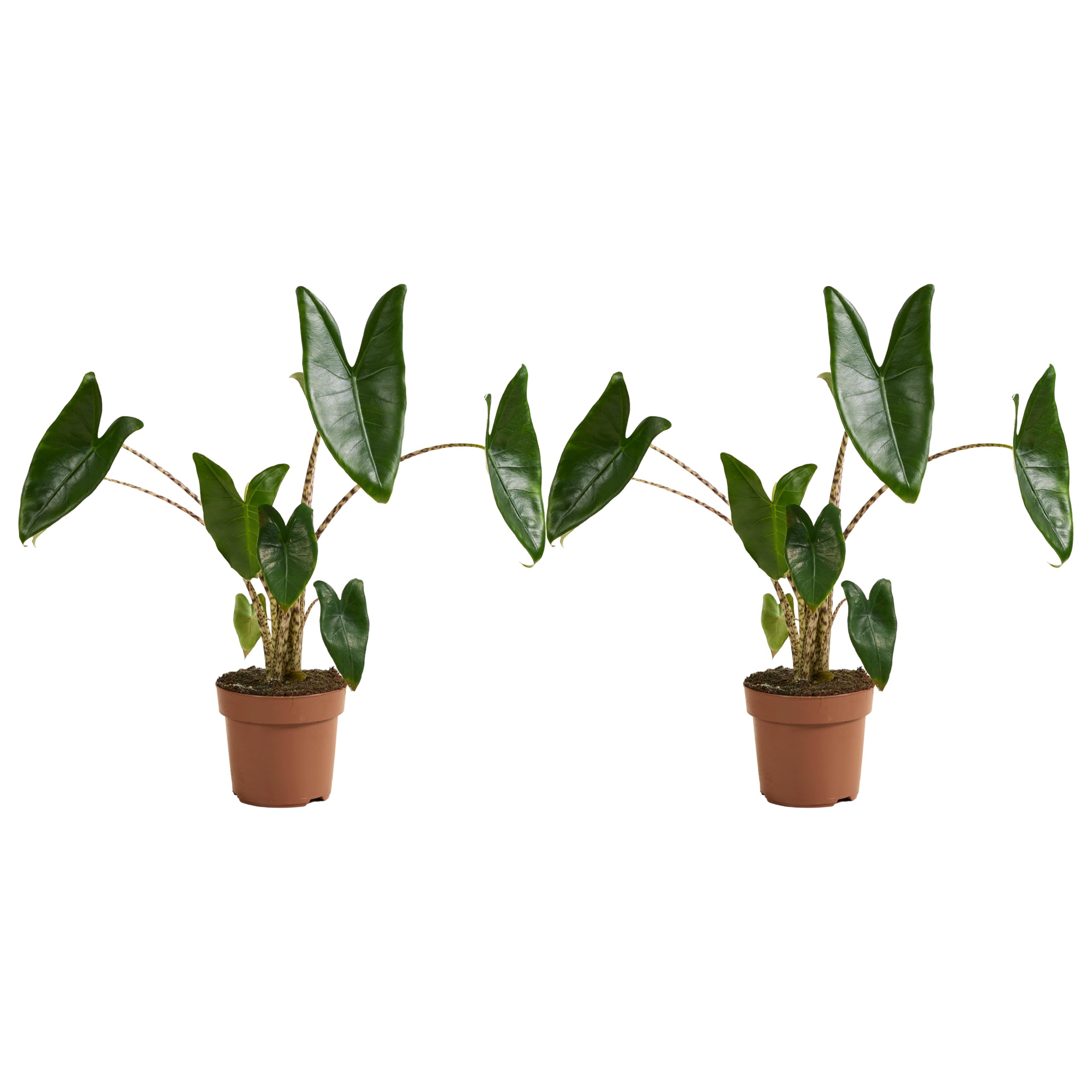 Bloomique - Set di 2 - Alocasia Zebrina - Orecchio di elefante - Piante da appartamento - Purificatrici dell'aria - Altezza 50-70 cm - Vaso da 17 cm
