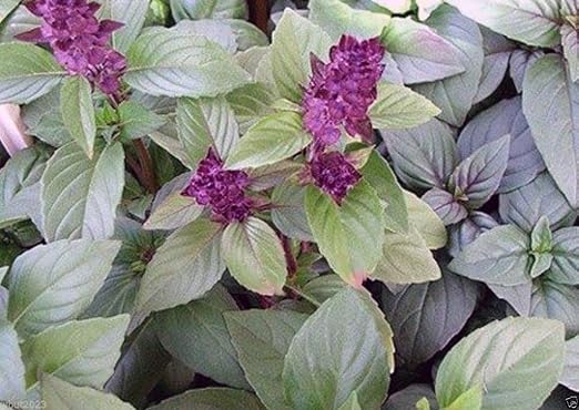 Amazon タイのバジル 1000ハーブシード Akaタイの紫のバジル アジアのバジル オーガニックハーブ 種 Amazon タイのバジル 1000ハーブシード Akaタイの紫のバジル アジアのバジル オーガニックハーブ 種