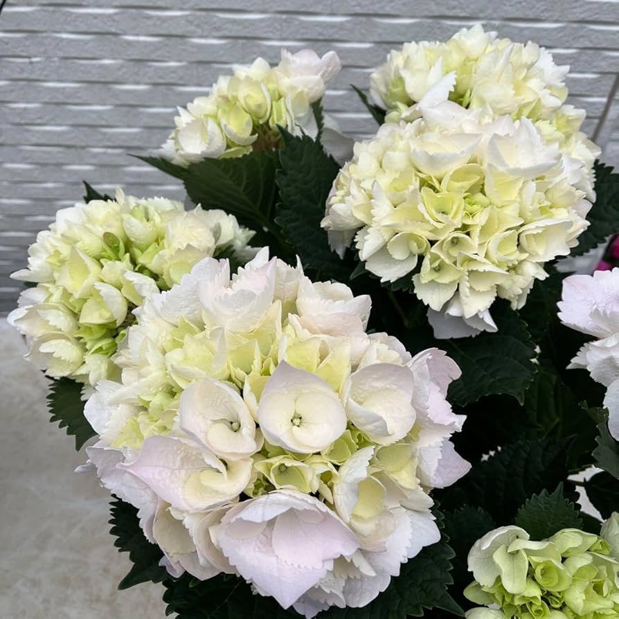 アメスピ様 リクエスト 2点 まとめ　紫陽花　アジサイ　メロウ　ジューンブライド 4/26の開花状況です。 名称未定20-5はポメロという名前になり