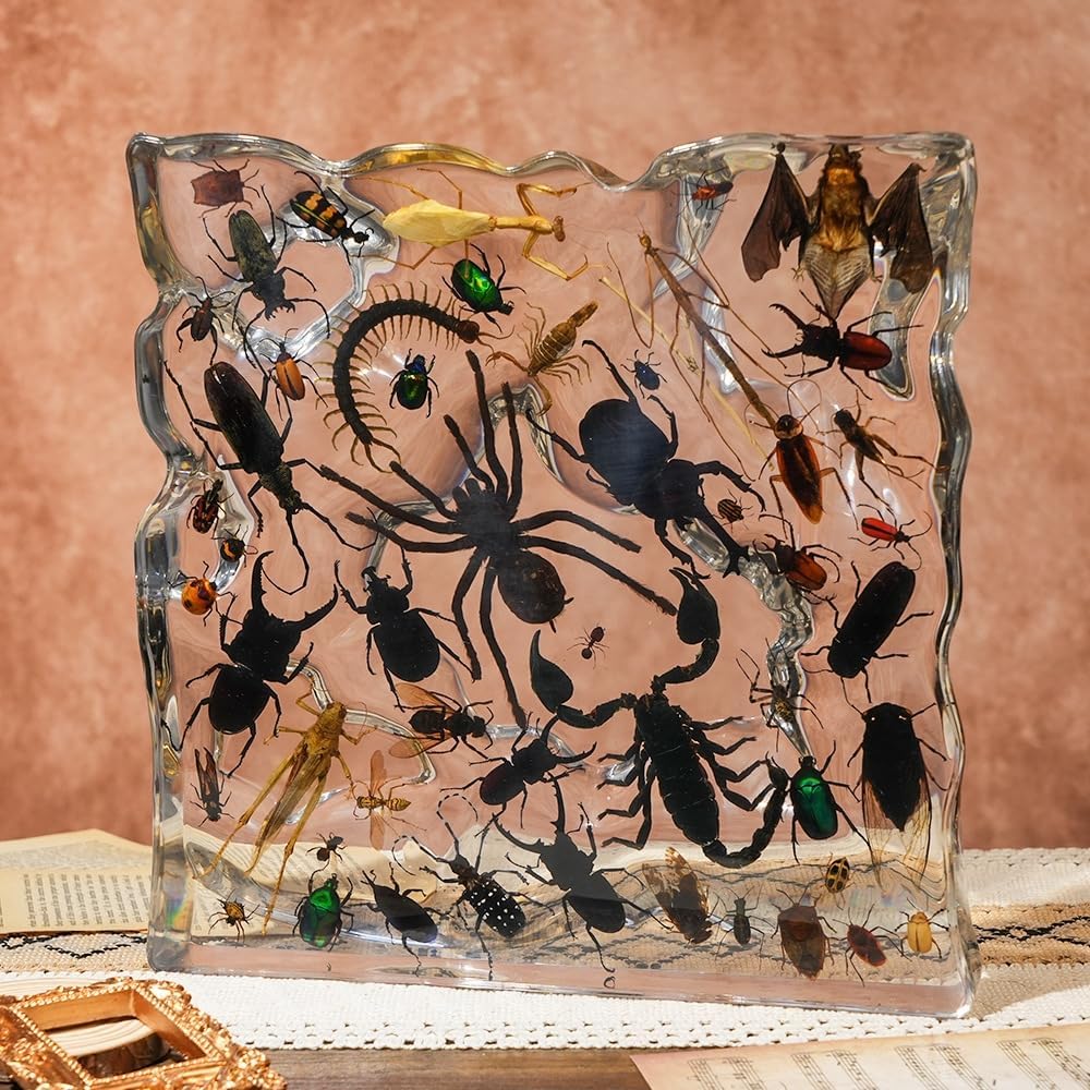 - Real Display Insect Animal Taxidermy Big Set in Resin Block for Collectible Gift with 50 Styles Insect Bugs Specimens for Science Education and Display