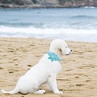 Vista 34 de Lionheart glory Collar de perro con bandera estadounidense, collar de flores para perro del 4 de julio, resistente y ajustable, collar patriótico