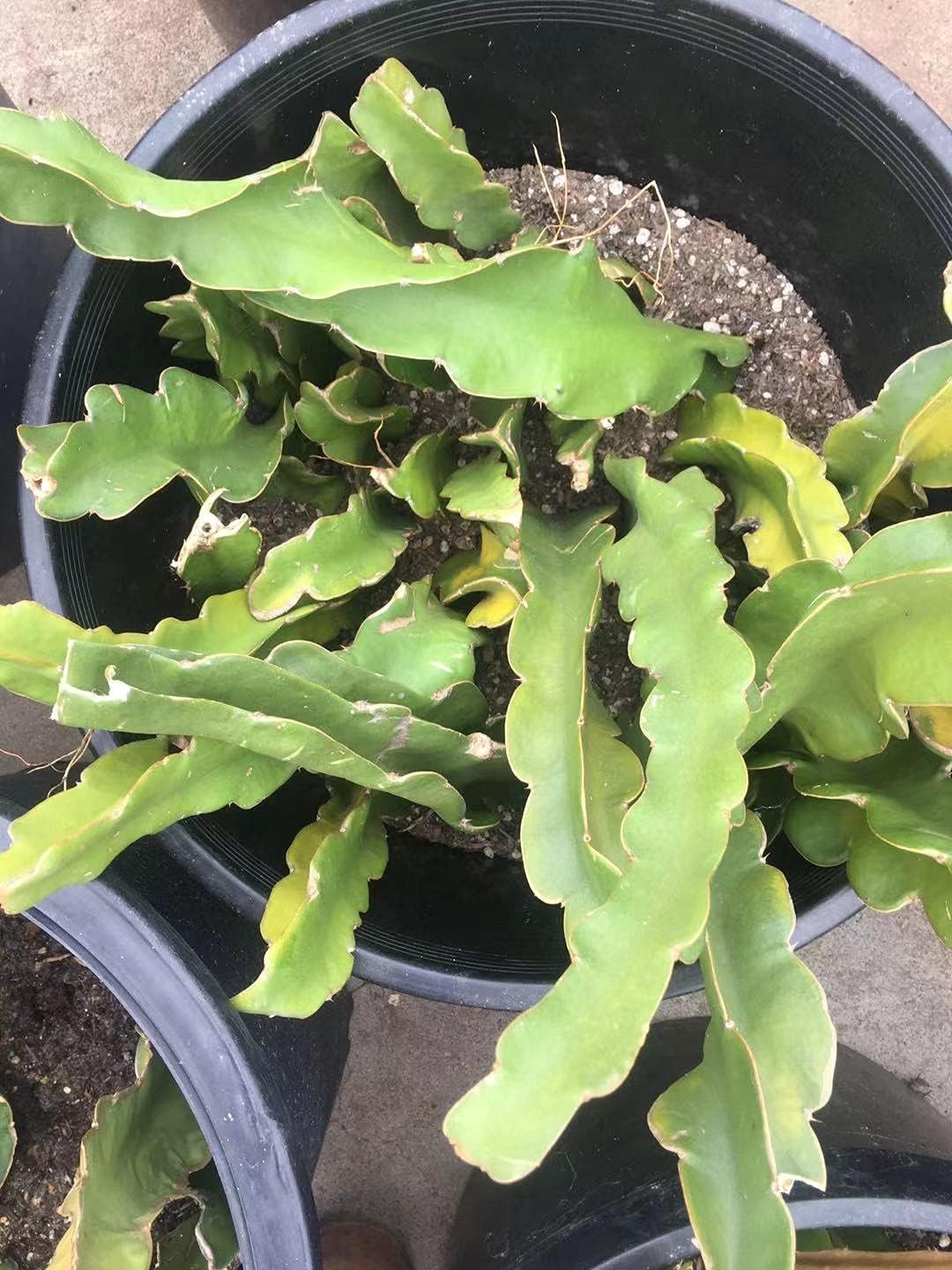 Dragon Fruit Cutting Red 12 Inch Cutting