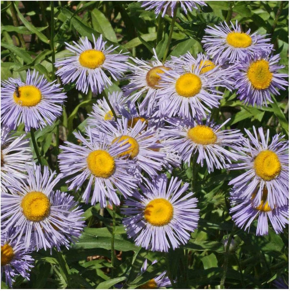 Everwilde Farms - 1/4 Lb Fleabane Daisy Native Wildflower Seeds - Gold Vault