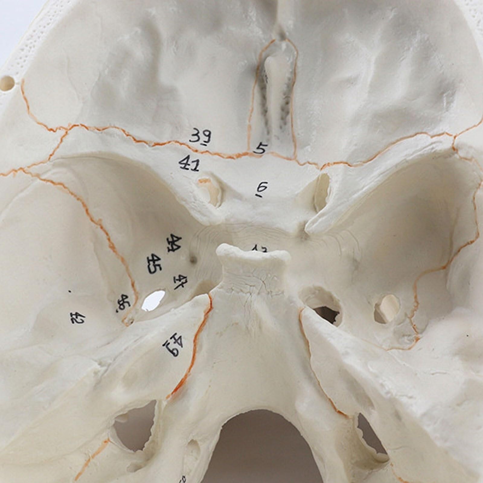 Modello anatomico Umano, Modello anatomico del Cranio Medico, Modello anatomico Umano, Modello anatomico della Testa dello Scheletro, Forniture per Lo Studio, Strumento didattico per l'odontoiatria.