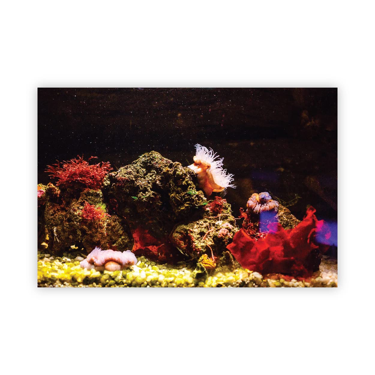 VVWV® Aquirium Stickers Fish Tank Background Waterproof Vinyl Printed Sticker Multicolored (91 X 41 CMS) (B0BW49VS8G) Amazon Price History, Amazon Price Tracker