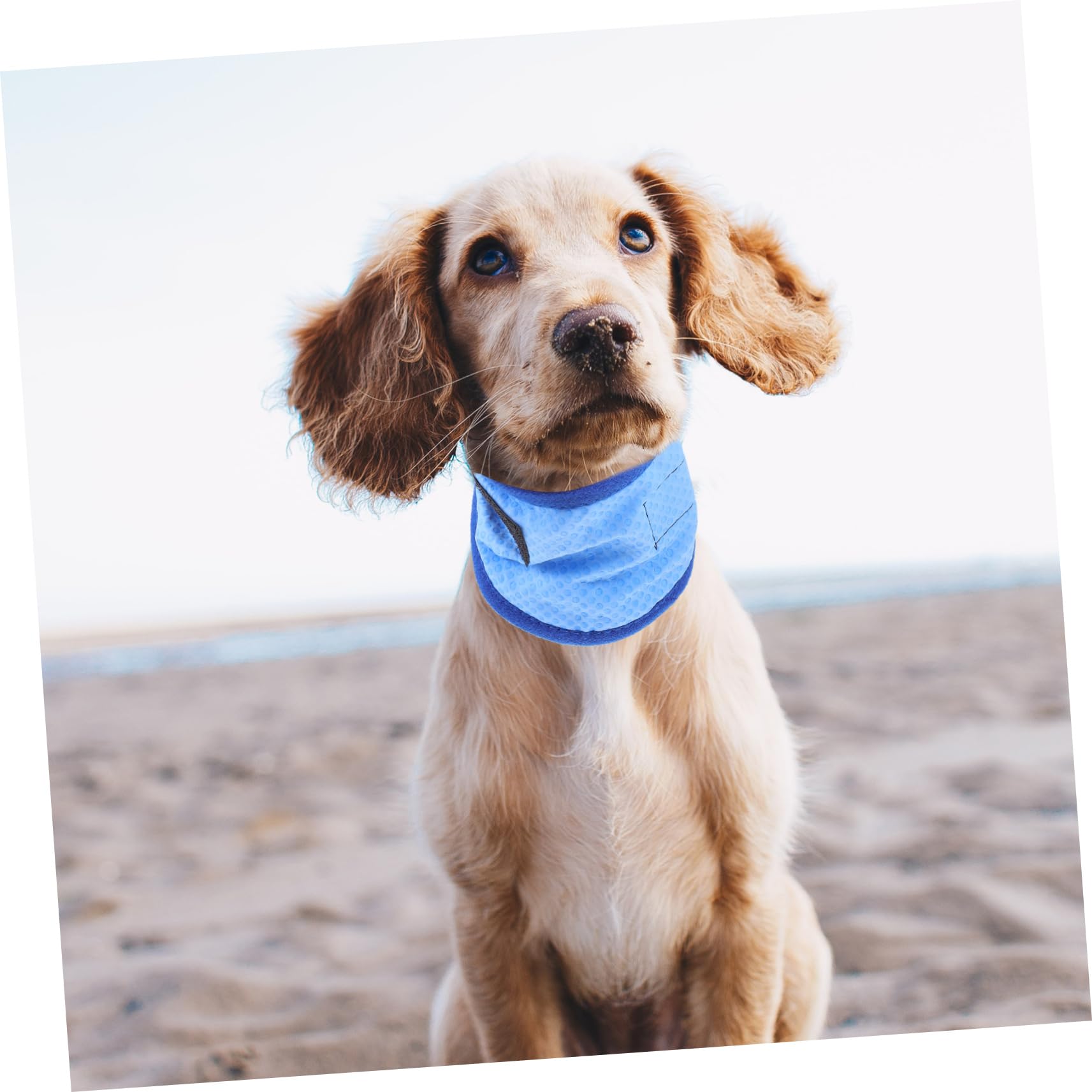 POPETPOP Lot De 4 Bandanas Rafraîchissants pour Chien Confortables Et Respirants