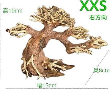 Amazon | ミニ盆栽流木 サイズ(幅15cm 奥8cm 高10cm) 小型の卓上水槽に