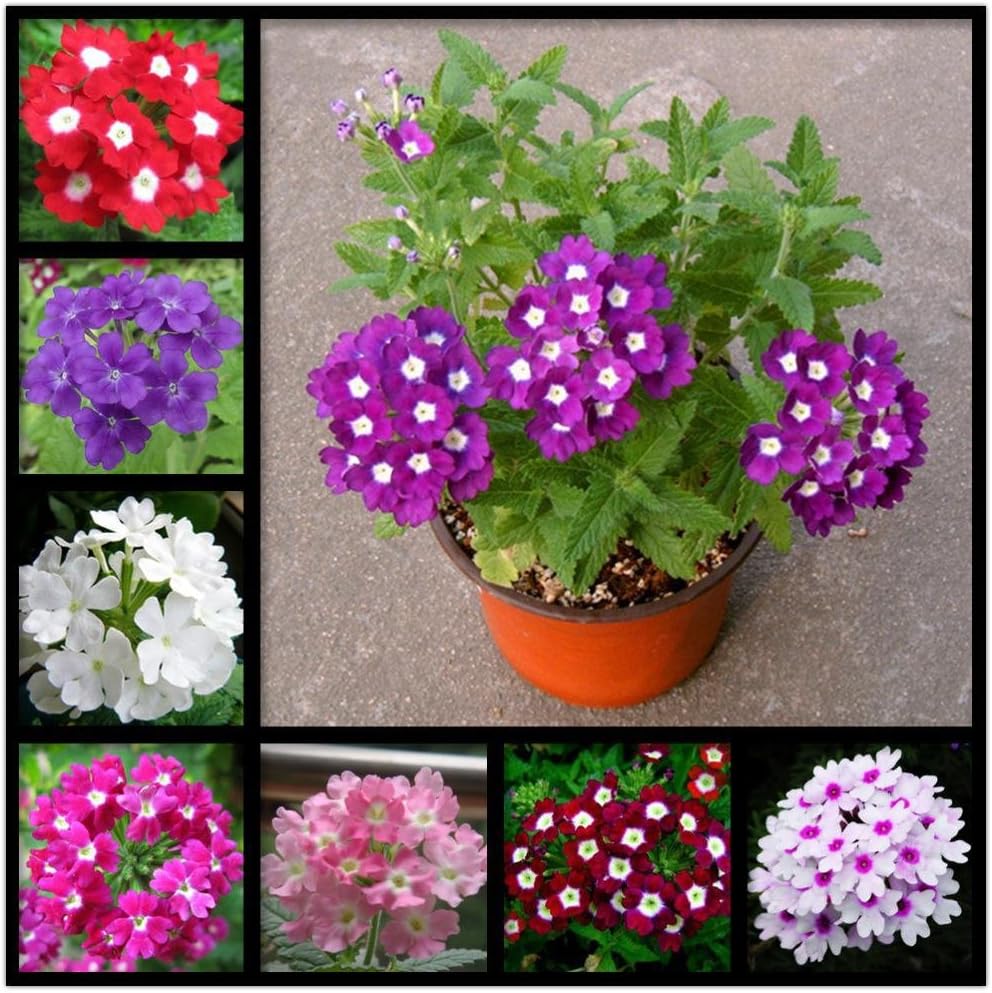 Flower Seeds Mosquito Plant(Mosquito Repellent) Flower Seeds Plants Seeds For Flower Beds (1