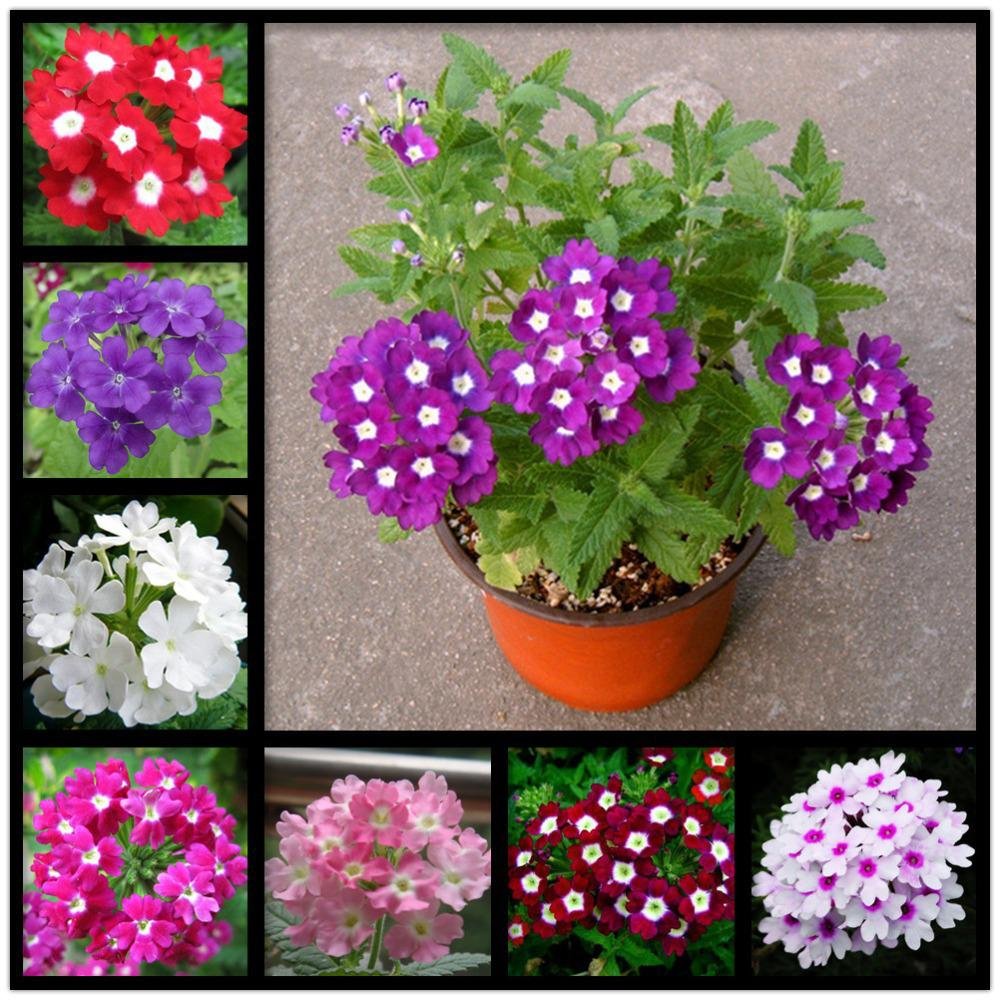Creative Farmer Flower Seeds : Mosquito Plant(Mosquito Repellent) Flower Seeds Flowering Plants For Lawn Garden [Home Garden Seeds Eco Pack] Plant Seeds (B078RG9XH5) Amazon Price History, Amazon Price Tracker