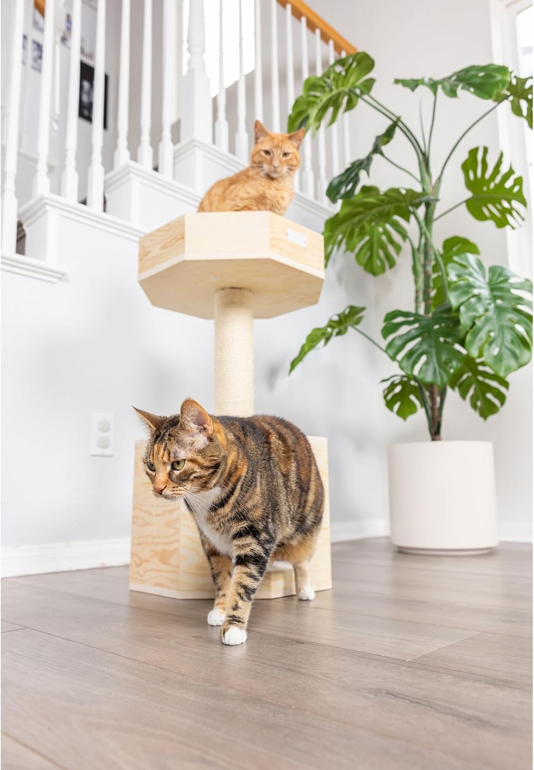 Armarkat Solid Wood Sturdy Cat Tree Condo House Furniture with Cushion S2906, Tan, 2 Levels