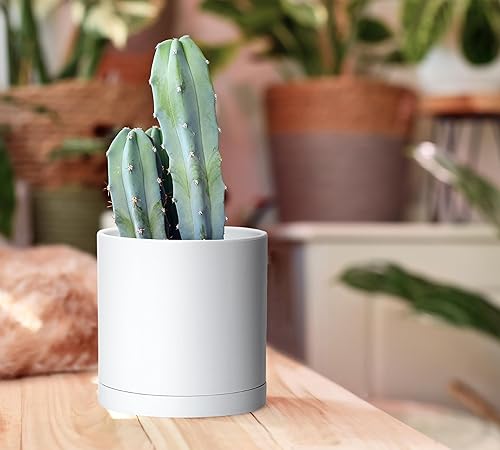 Miniatura 58 de D'vine Dev Paquete de 2 macetas de plástico modernas de 6.5 pulgadas, macetas de jardín pequeñas para plantas con agujeros de drenaje y platillos