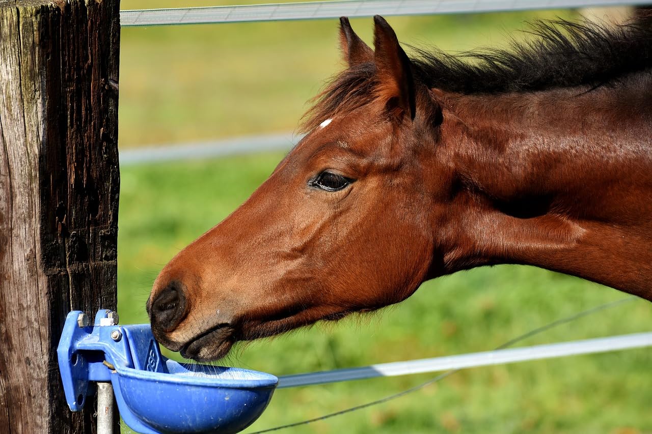 Abbeveratoio per cavalli a vaschetta vasca in ghisa a parete 5 litri con tappo di scarico,livello costante di alta qualità con attacco dal basso ciotola contenitore per animali cani bovini