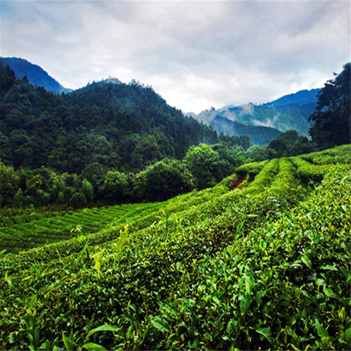 1 kg di tè oolong al latte, Taiwan Alishan Mountain Jinxuan, tè profumato, tè dimagrante