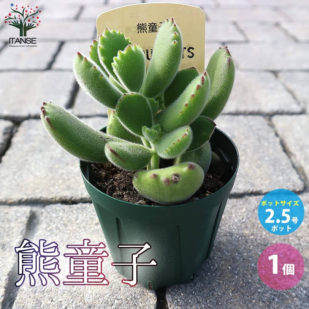 熊童子 多肉植物 熊童子錦LOVE｜🍀GreenSnap（グリーンスナップ）