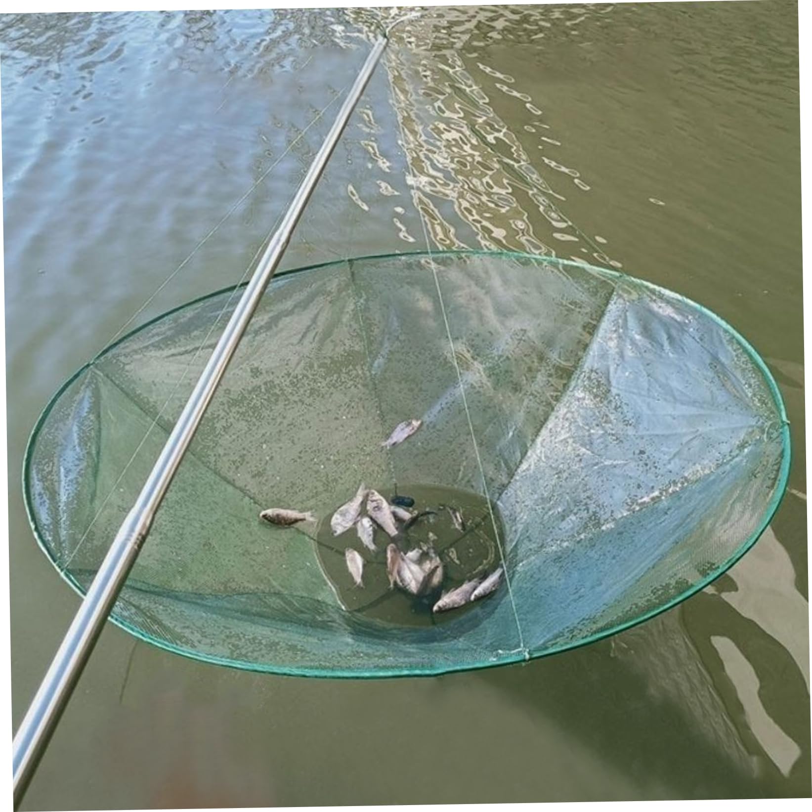Red de pesca plegable, estructura de doble línea para pesca en muelle, apertura de liberación de peces anudable, ideal para la captura de camarones y cangrejos