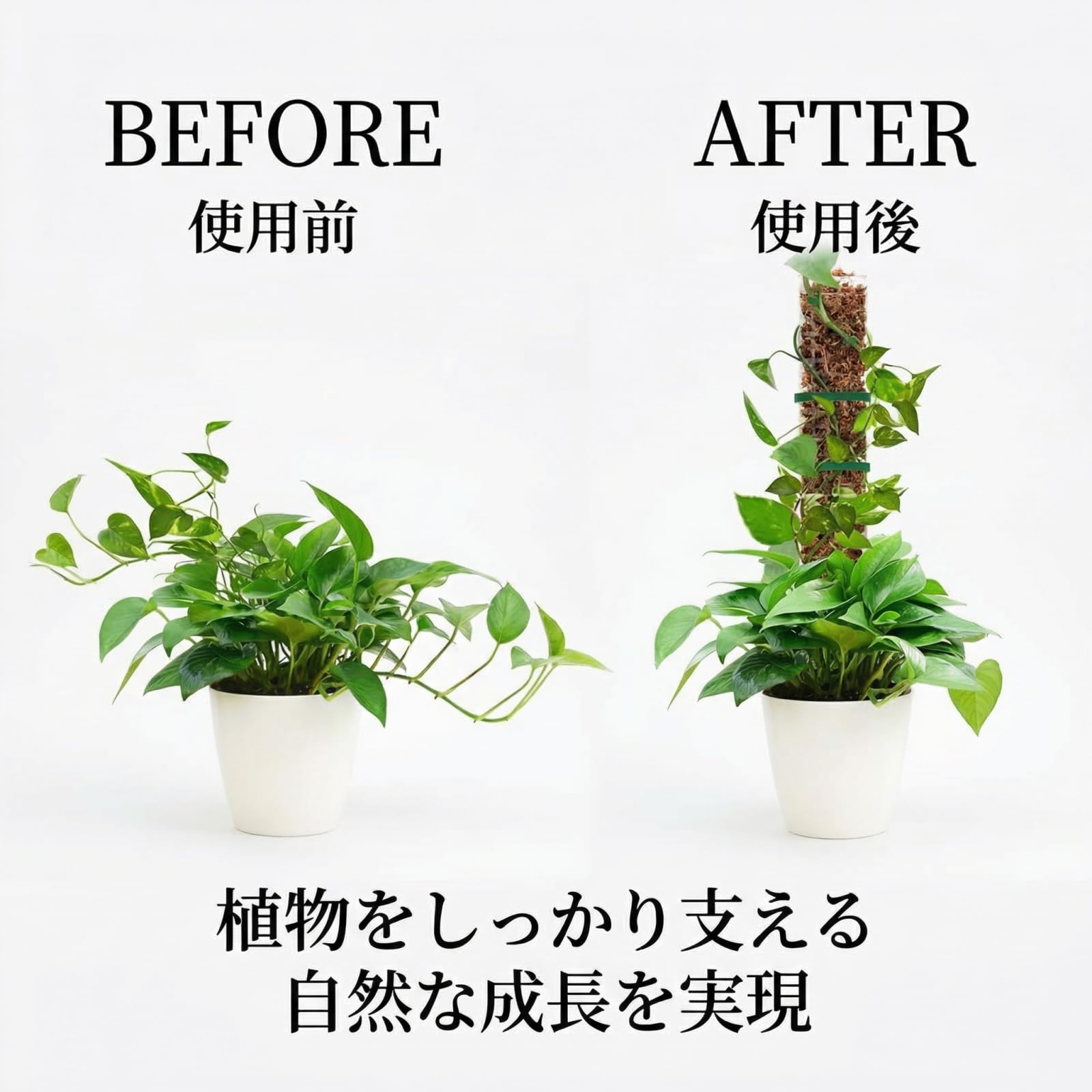 Amazon | XINWUZI【植物の成長を美しくサポート】透明 モスポール 観葉
