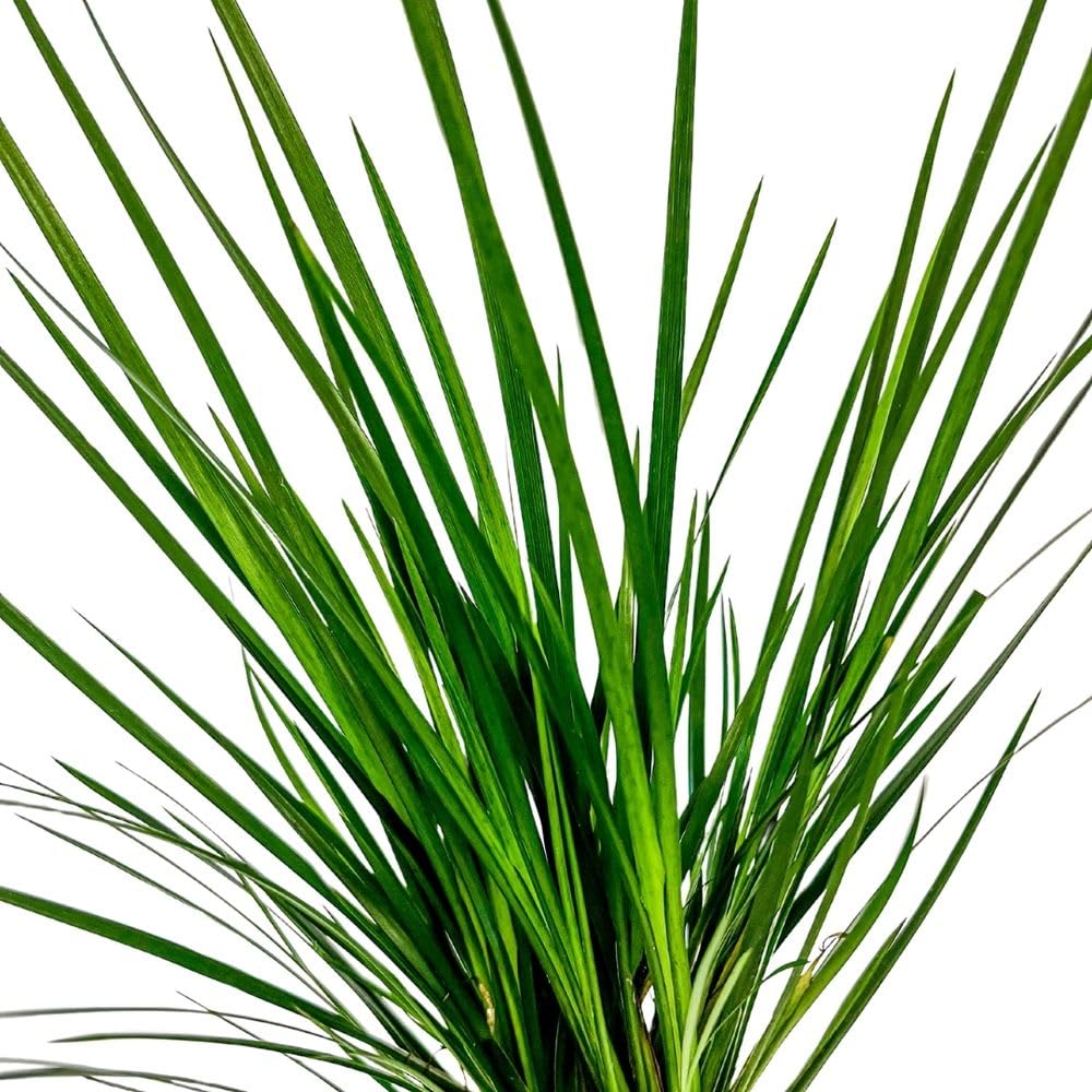 AquaOne Terrario pianta Acorus gramineus I piante vive paludarium, foresta pluviale, piante terrari completamente radicate semplicemente terrascaping decorazione