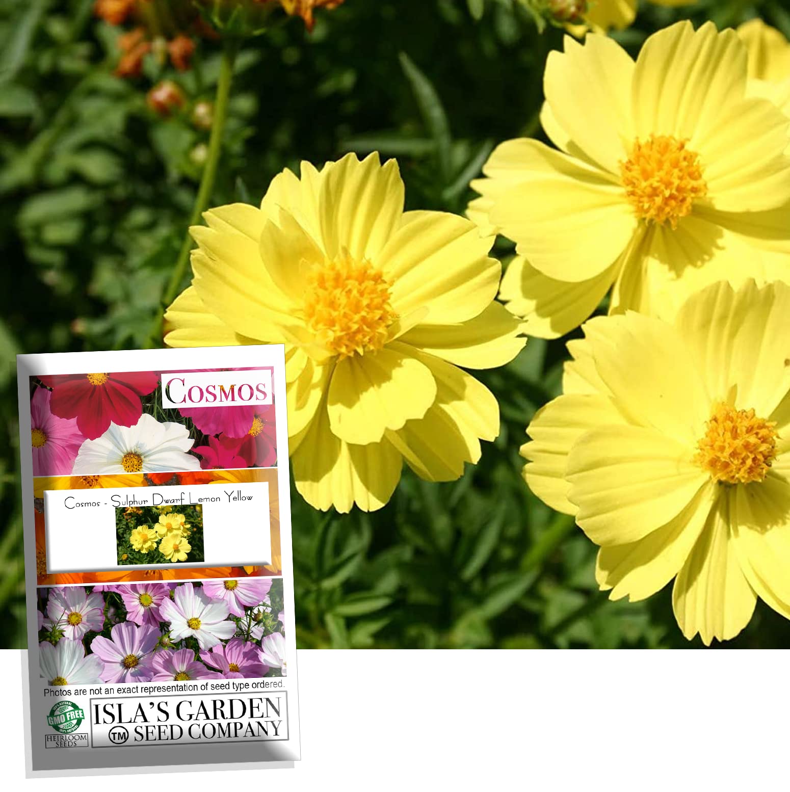 Topo 84+ imagem cosmos flower seeds br.thptnganamst.edu.vn