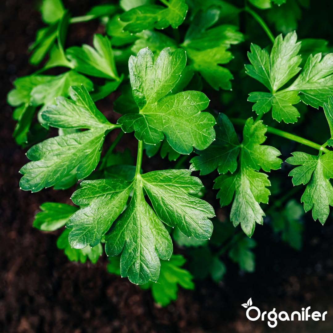 Flüssigdünger Für Petersilie - 3x1L - NPK 2-1-8 | Dünger Für Kräftiges Wachstum Und Aromatische Blätter - Fördert Wurzeln Und Widerstandskraft - Organifer