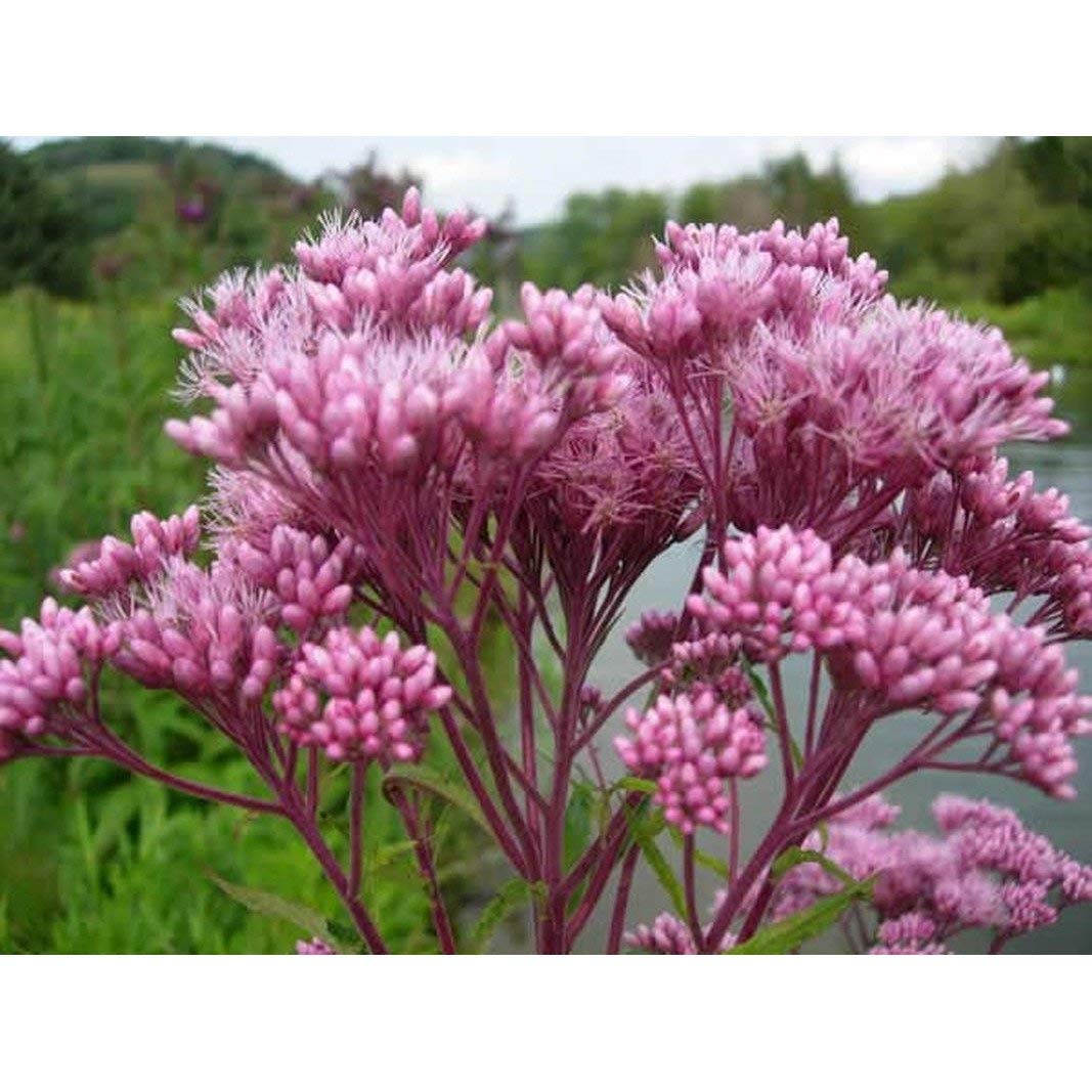 Amazon.com: Joe Pye Weed Seeds (paquete de más de 30 semillas
