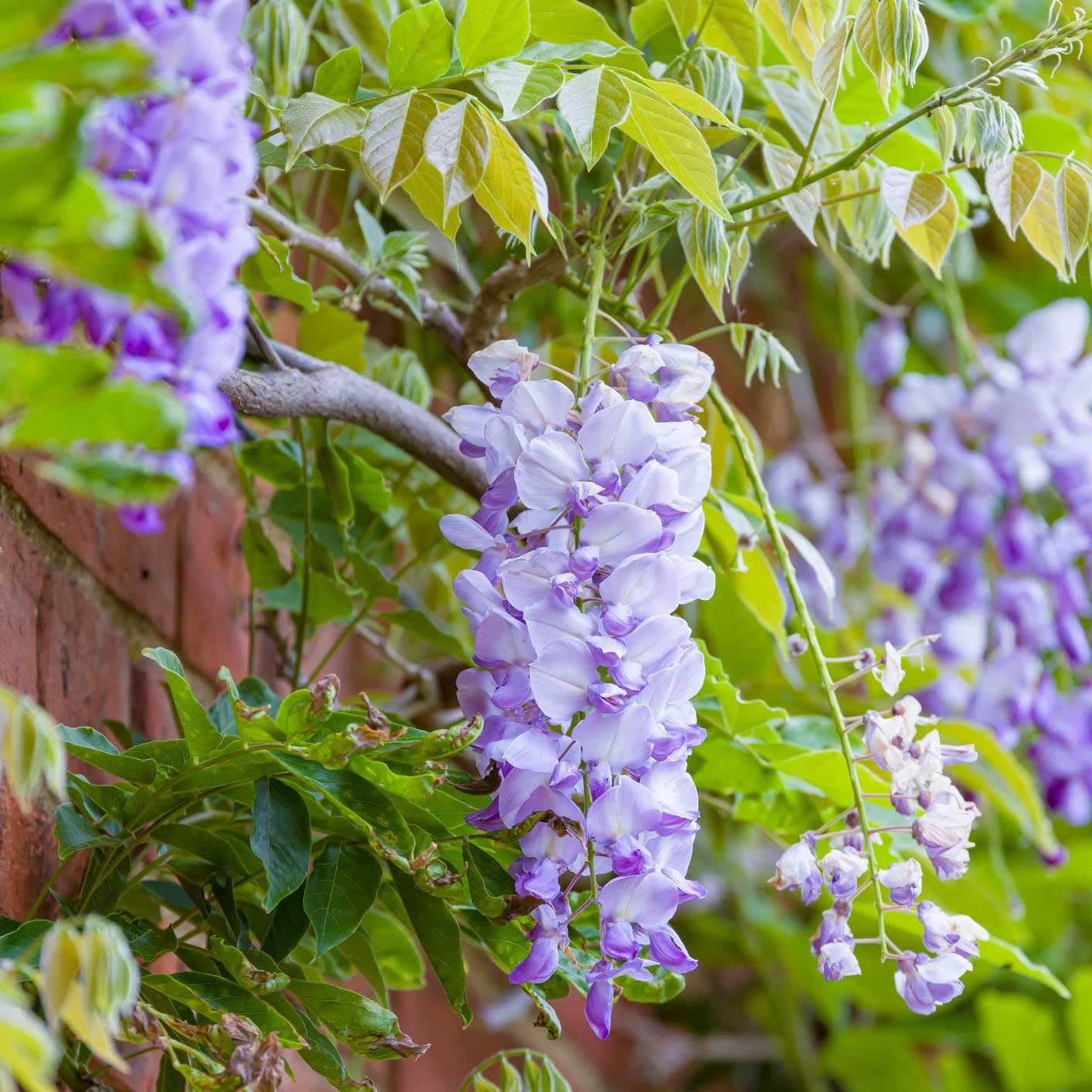 Verdecora Wisteria en maceta de 2 litros | Glicinia | Planta Trepadora Natural de Exterior con Flores Péndulas y Aromáticas | Ideal para Jardines, Pérgolas y Muros