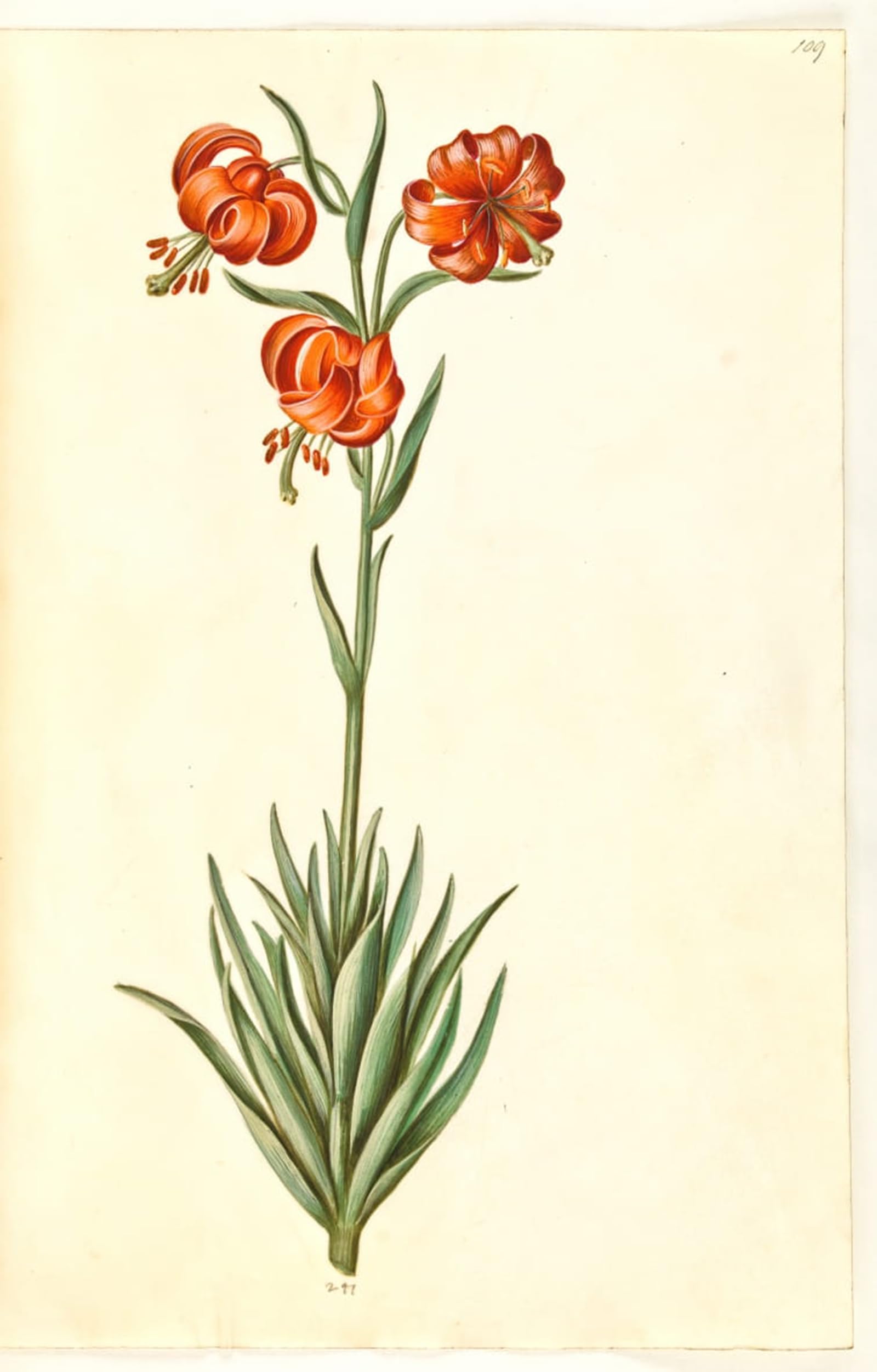 Affiche Décorative Graffiti Lilium Pomponium pour Rénover Vos Murs