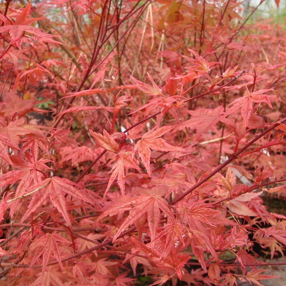 Acer palmatum 'Beni-Maiko' – Compact Japanese Maple Tree with Striking Pink to Red Spring Foliage, Hardy Garden Shrub with Fiery Autumn Colour, 1x 3 Litre Pot by Thompson and Morgan