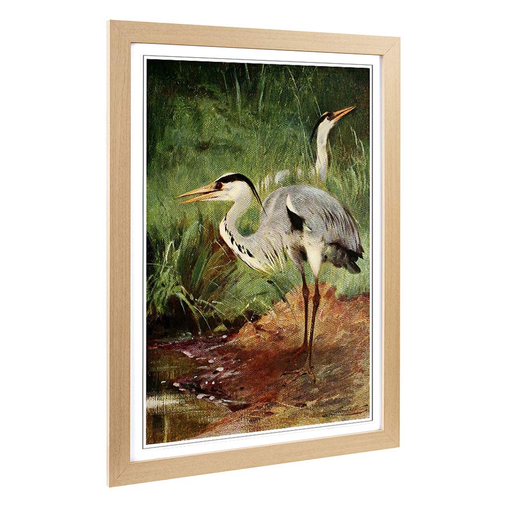 Big Box Art Framed Print of Vintage W Kuhnert Heron Design | Wall Art Picture | Home Decor for Kitchen, Living, Dining Room, Bedroom, Hallway, Office, Oak, A2 / 24.5x18 Inch / 62x45cm