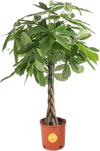 Miniatura 1 de Costa Farms Árbol del dinero, grande, planta de interior viva, fácil de cultivar, regalo de planta de casa de Pachira para decoración del hogar, 3-4