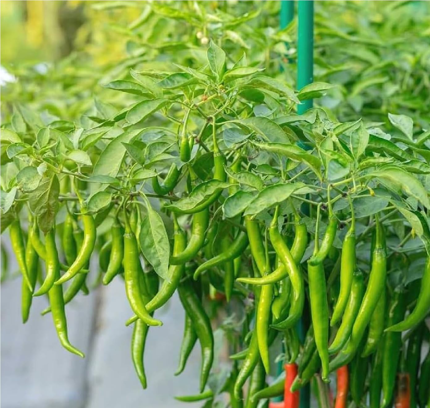 Green Chilli Seeds for Home Garden (200 Seeds) | Premium F1 Hybrid Mirchi Seeds | High Germination Long Green Chili Pepper Seed | Hari Mirch, Green Pepper, Hot Pepper Seeds | Non-GMO-image-21
