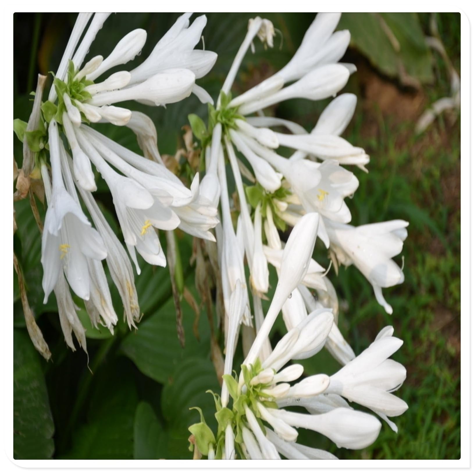 Hostas Bulbs for Planting UK Strong Plants That Grow Well Golden Jade Carving Feels Beautiful Now Mixed Garden Crop for Planting Now Greening Flower Cut Flowers Flowering Rhizome-6Bulbs-greenH