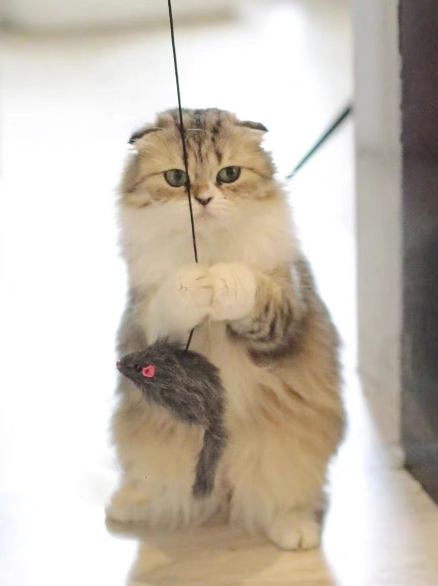 Kalimdor Interactive Cat Feather Toys,Retractable Cat Teaser Toy ,Hanging Interactive cat Toys for Indoor Cats Kitten… - Image 7