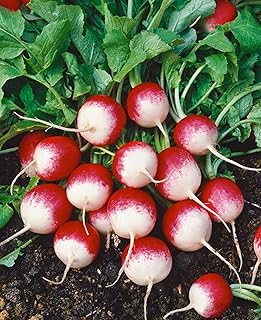 25+ pk Fire and Ice Radish Seed, Sprouting Seeds, Home Garden. - Country Creek LLC