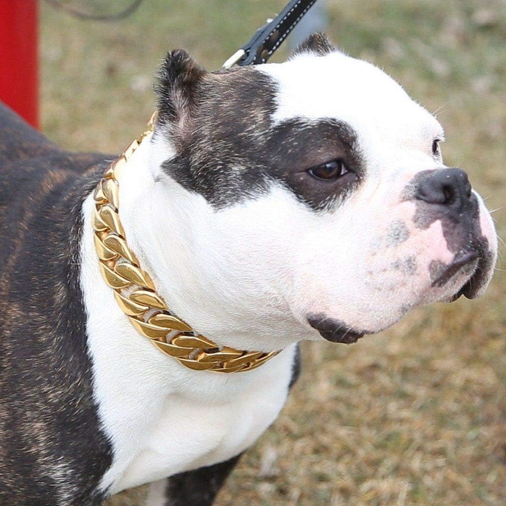 kilo dog collar