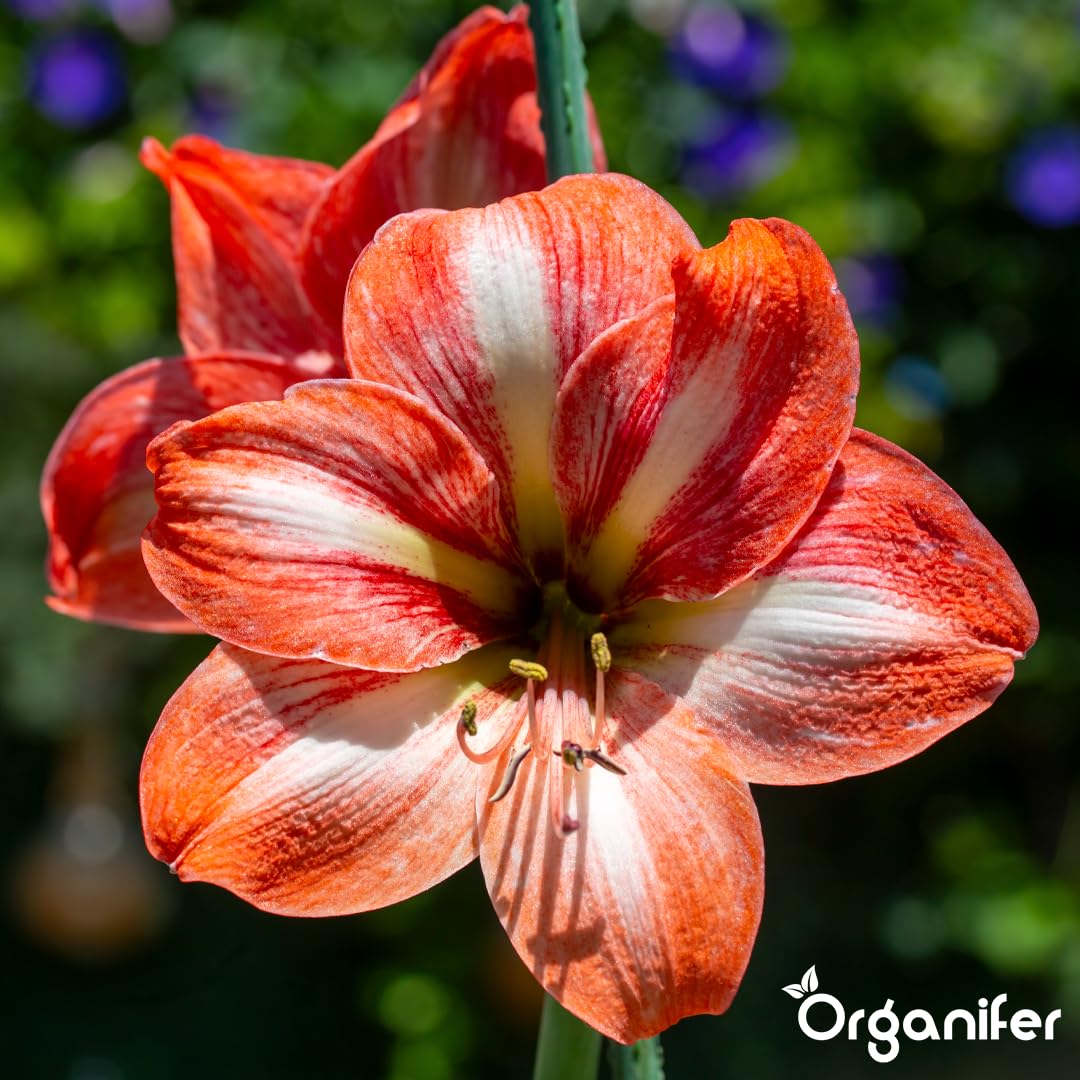 Amaryllis Płynny Nawóz - 10L - NPK 3-4-3 | Nawóz Płynny Dla Dużych Kwiatów I Mocnych Cebul - Wspomaga Rozwój Korzeni I Witalność - Organifer